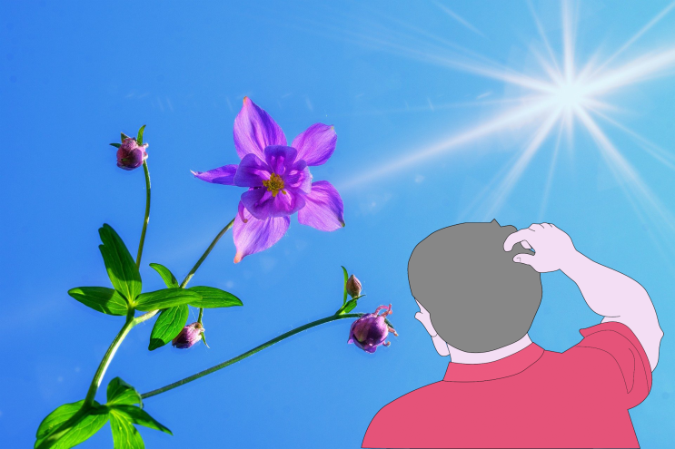  다양한 강아지 보양식 만드는 방법과 효과 알아보기