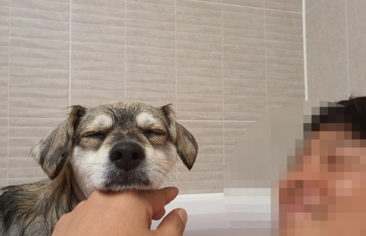  강단풍 반신욕을 즐기는 강아지