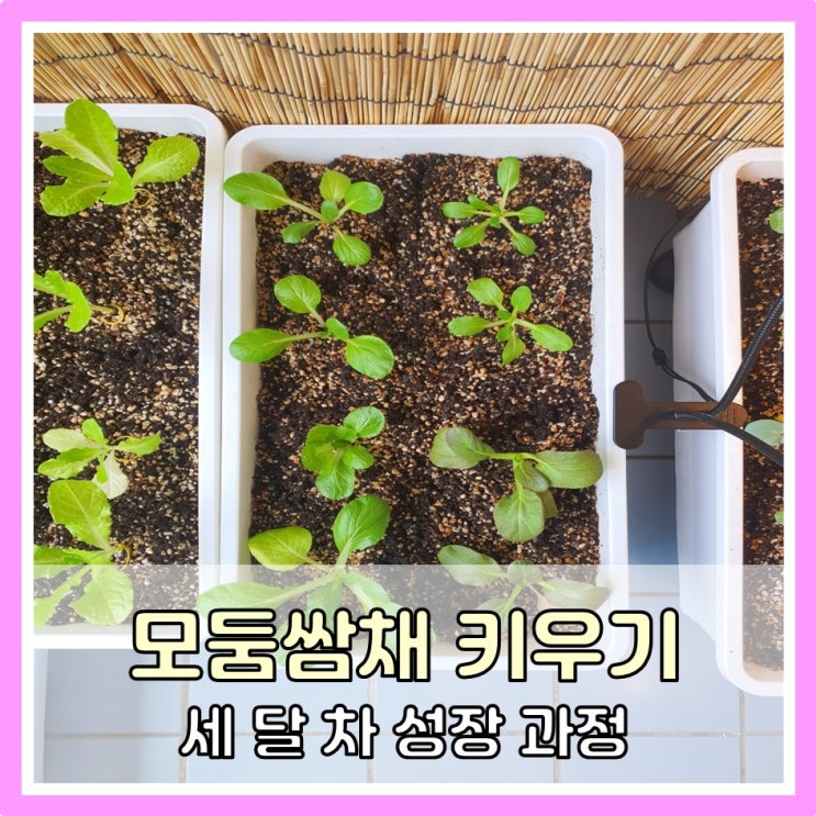 모둠쌈채 키우기 (세 달 차 성장과정)