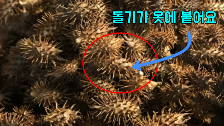  도꼬마리 [알레르기 비염. 고혈압. 관절통]