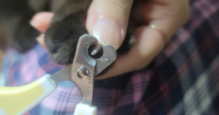  고양이 발톱깎기? 어렵지 않아요~/고양이 발톱깎기 주의점