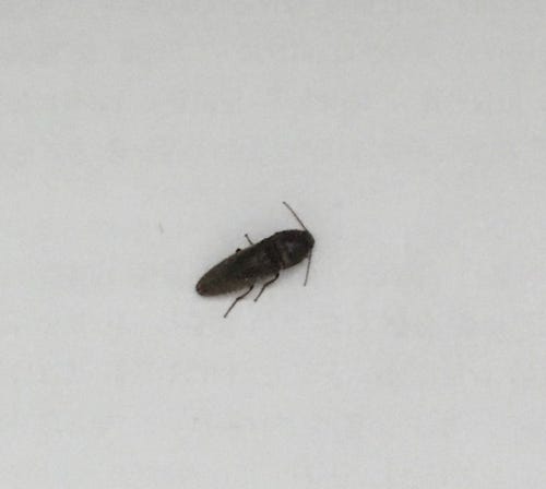 바퀴벌레 닮은 검정빗살방아벌레 : 네이버 블로그 바퀴벌레 닮은 검정빗살방아벌레 : 네이버 블로그