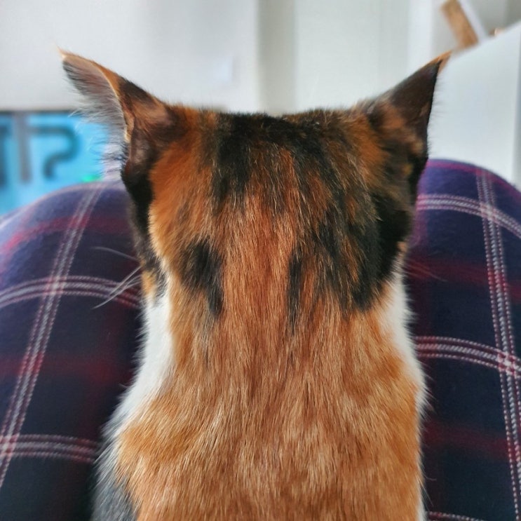  무릎냥이 개냥이가 바로 우리집에 있어요