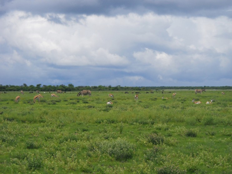 [2011]아프리카 여행 나미비아 - 트위펠폰테인 & 에토샤 국립 공원