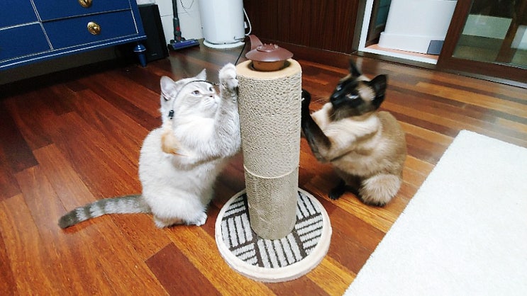  고양이 수직 스크래쳐 왜 하나만 샀냐옹~