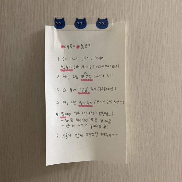  갑자기 집에 고양이가 산다