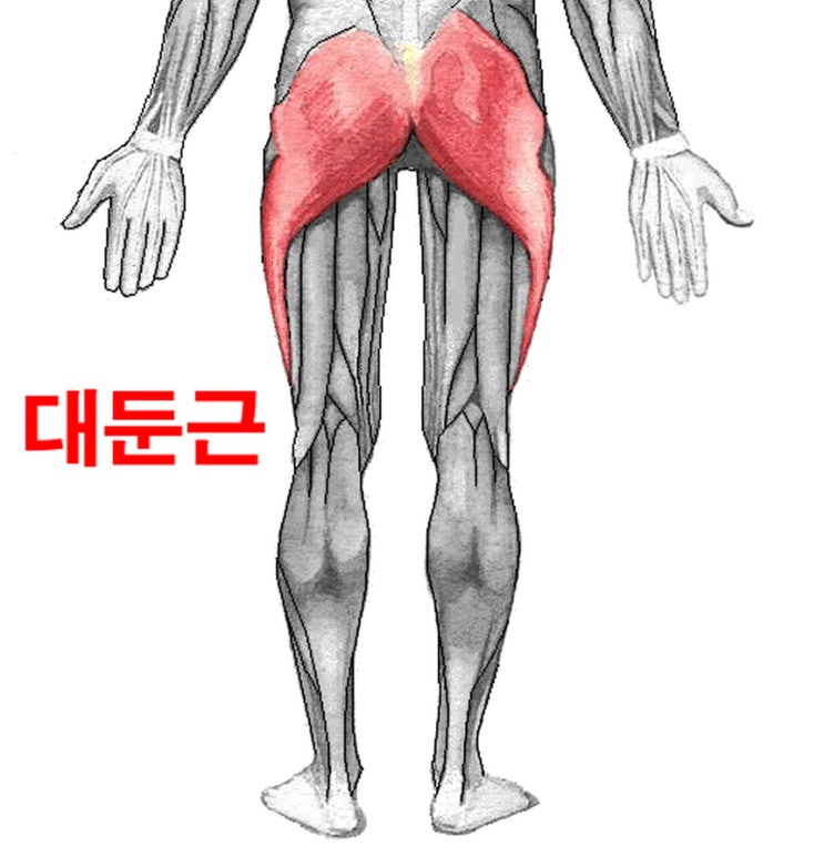  허리통증 원인, 대둔근 중둔근의 이해와 해결방안 2가지