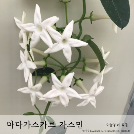  마다가스카르 자스민 스테파노티스 키우기