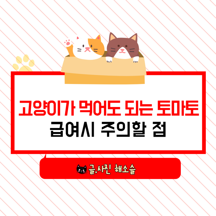  고양이가 먹어도 되는 과일인 토마토, 급여 시 주의할 점 있어요!