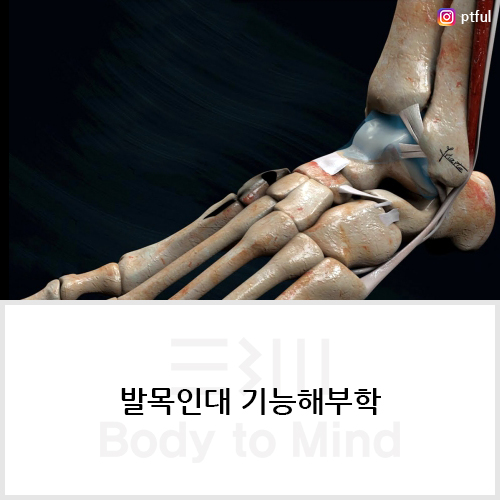  발목인대 기능해부학