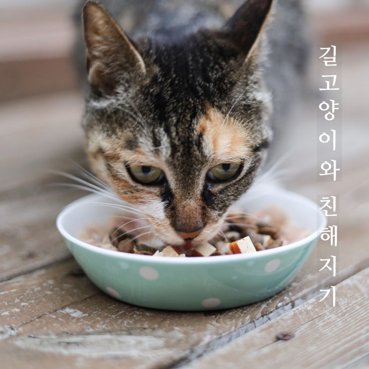  길고양이 친해지기 비법? 간식은 거들뿐!