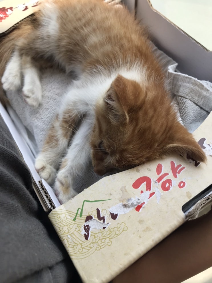 오늘 추가 포스트와 답방은 쉽니다.. 슬퍼요.... 오늘 추가 포스트와 답방은 쉽니다.. 슬퍼요....