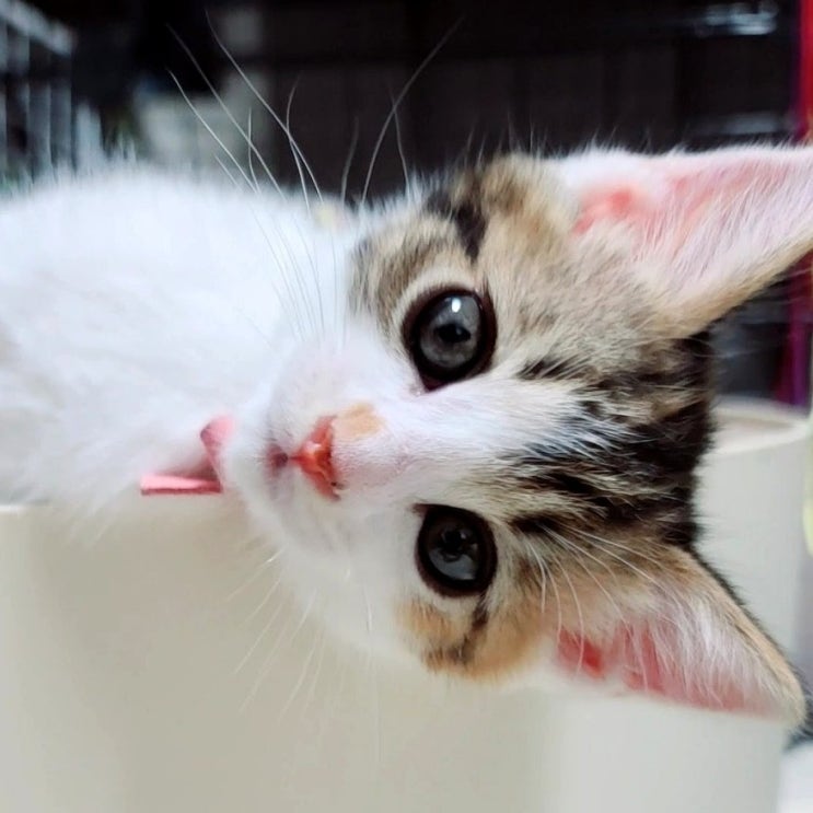  미묘 삼색고양이. 삼색고양이가 예쁘다. 쁘니는 예쁘다.!!