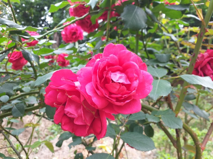  남양주 천마산 영선사(靈善寺)의 붉은 장미