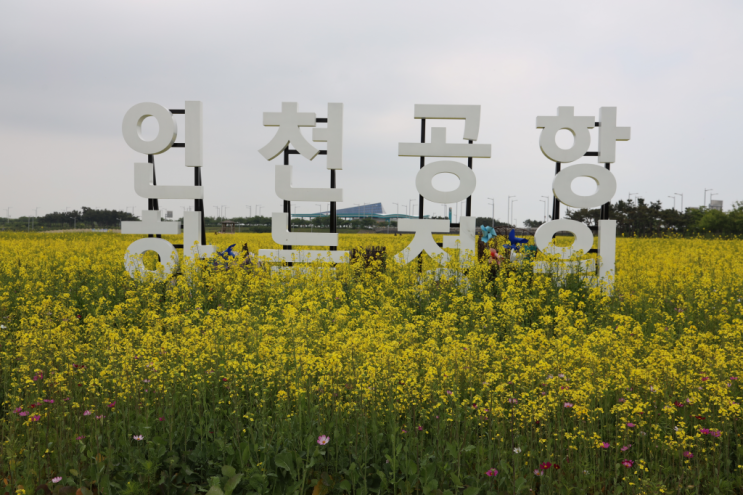 [인천공항 하늘정원] 6월엔 유채꽃 보러 영종도로 출동! (feat. 비행기가 나는 모습을 가장 가까이에서 볼 수 있는 곳)