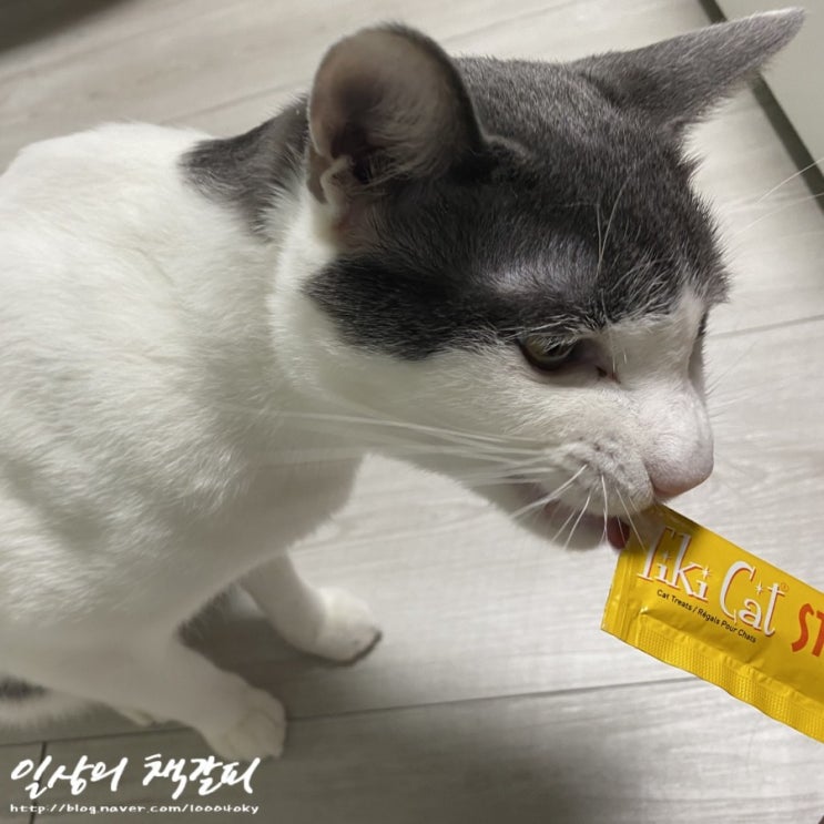  기호성 좋은 <티키캣 스틱>으로 고양이 건강한 간식 챙기기!