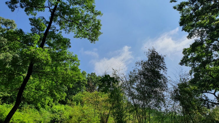  관악산 산림욕장 / 물소리, 새소리, 나비와 함께 숲속에서 휴식