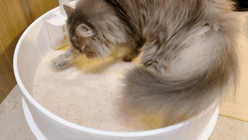 닥터포펫 고양이모래 : 색상 변화로 고양이 건강 체크하는 닥터모래