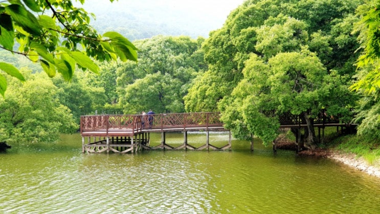 진해 내수면환경생태공원 벚꽃명소 경남 창원 가볼만한 곳