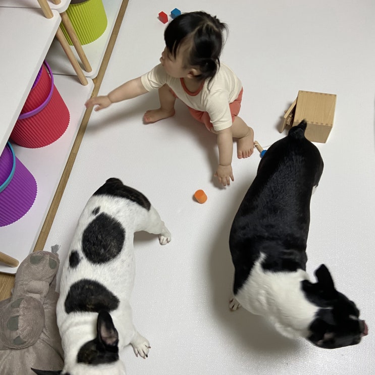  애견롤매트 복도매트로 아기와 강아지 있는집 퍼피앙 선택