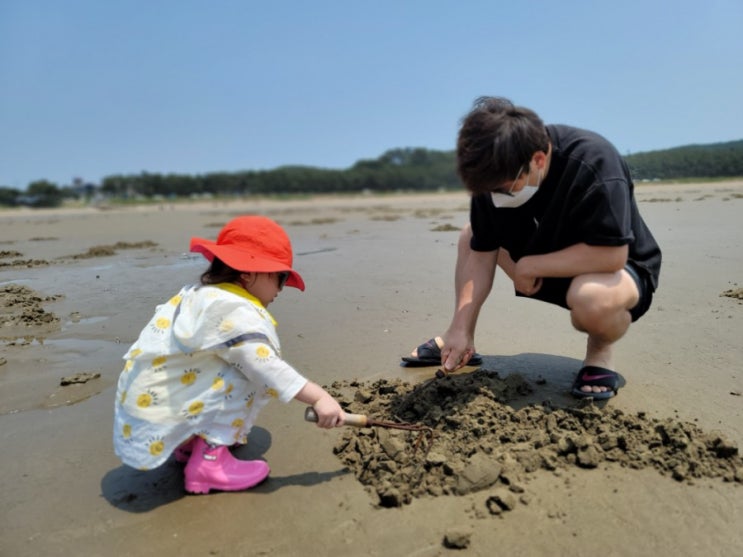  태안 물때표, 안면도 물때표(+보는방법)와 밧개 해수욕장 갯벌체험