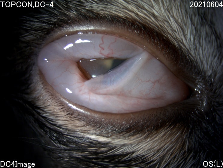 전주 안과동물병원_고양이 결막염(feline conjunctivitis)