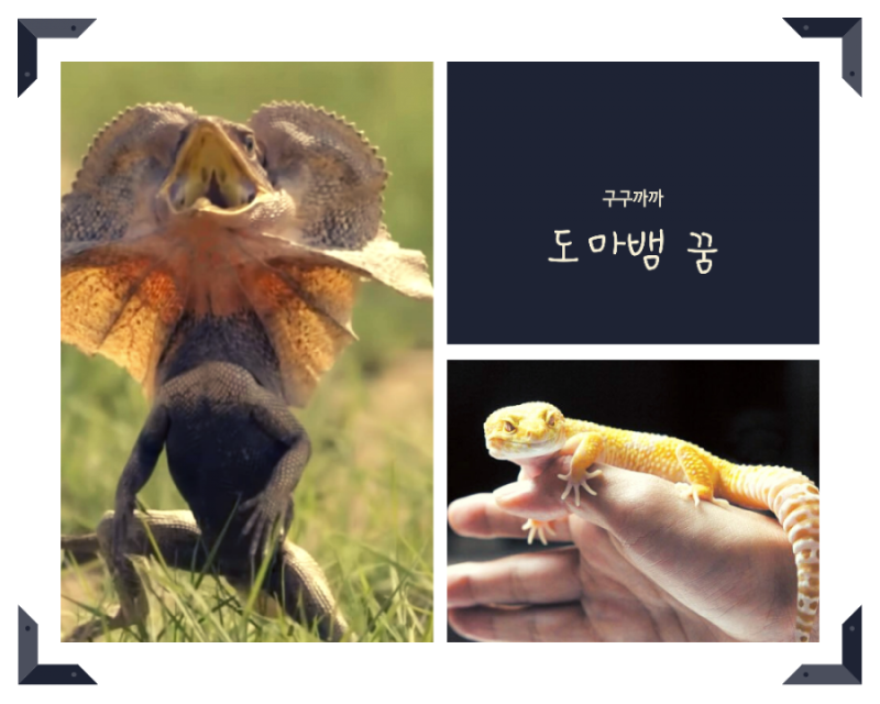 도마뱀 꿈 해몽 6가지 풀이에 대해 알아보기(도마뱀죽이는꿈 도마뱀이무는꿈 도마뱀에게쫓....