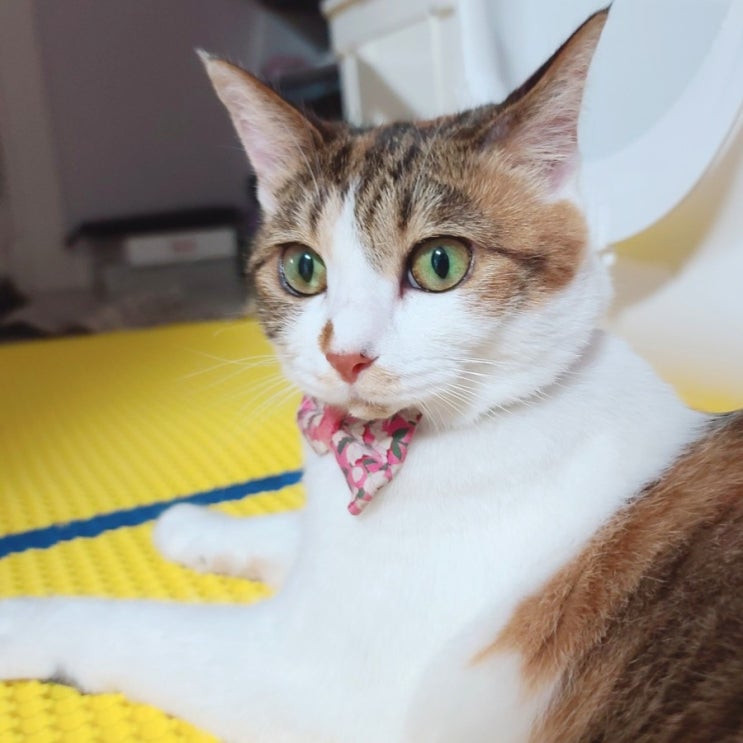  고양이 턱드름. 고양이 턱드름 관리. 고양이 턱드름 치료. 쁘니 턱드름 생겼어요.