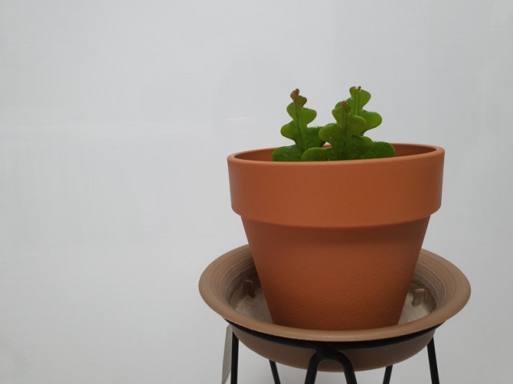 미역인가 생선뼈인가? 피쉬본 선인장 생선뼈 선인장 키우기 How to Grow and Care for Fishbone cactus