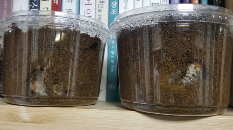  [4세+3세 연년생 가정보육 특별활동] 사슴벌레 키우기 5탄_ 넓적 사슴벌레 애벌레 성장기