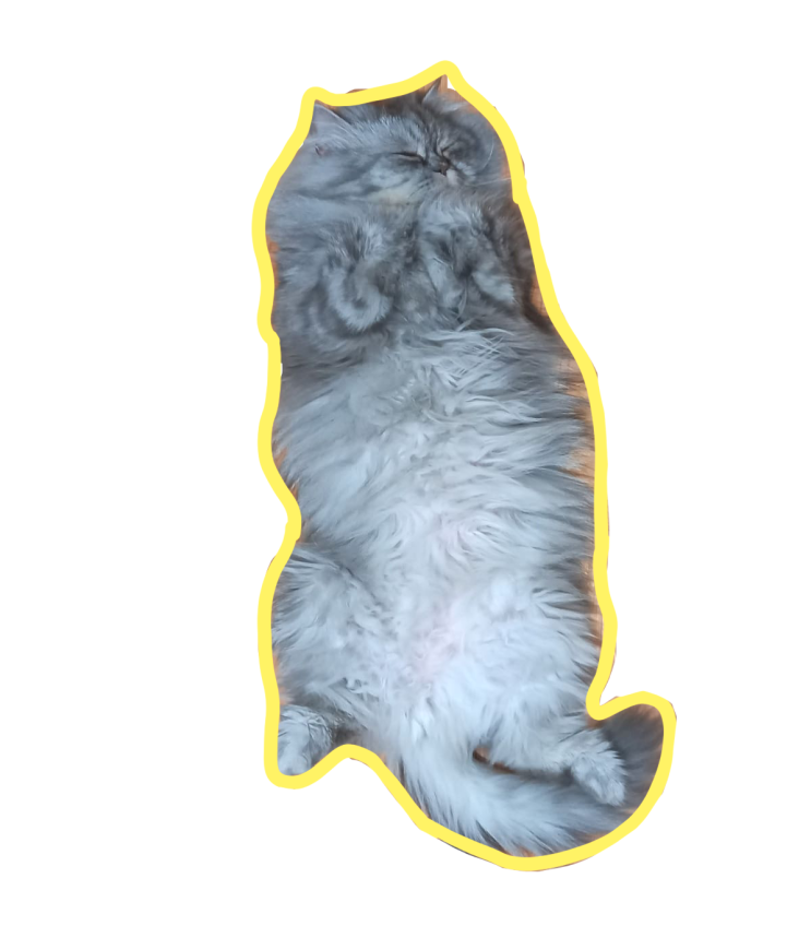  내돈겨검) 고양이 건강검진 후기, 금액