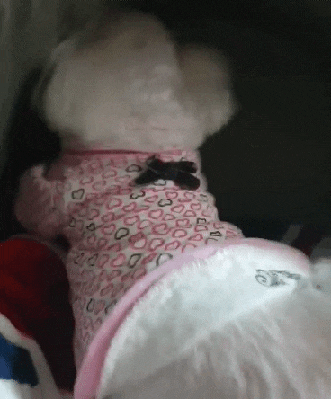  [초코펫하우스] 모던하고 예쁜 강아지 집 만들기 후기