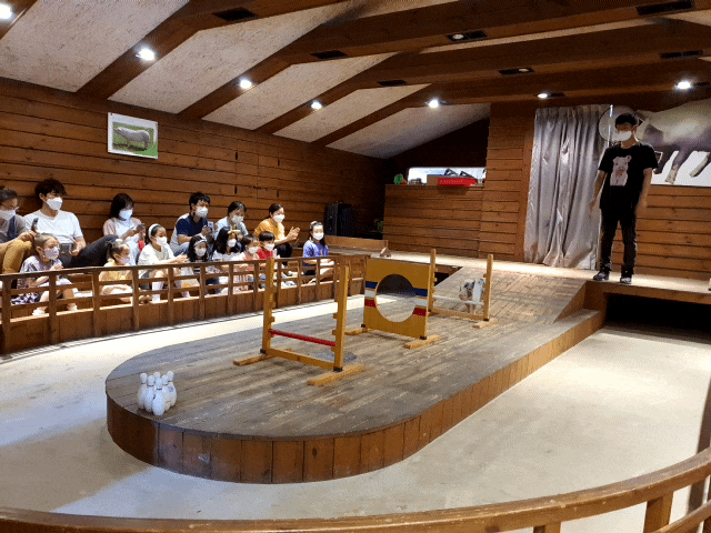  이천 돼지박물관, IQ 85 돼지들이 공연하는 체험 농장