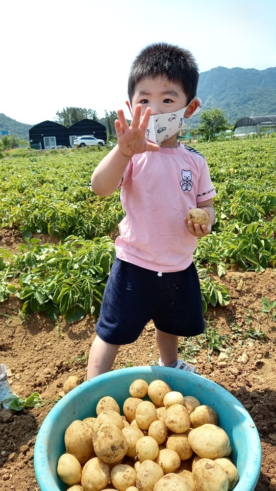  어린이집 일상 감자캐기 체험하는 준호