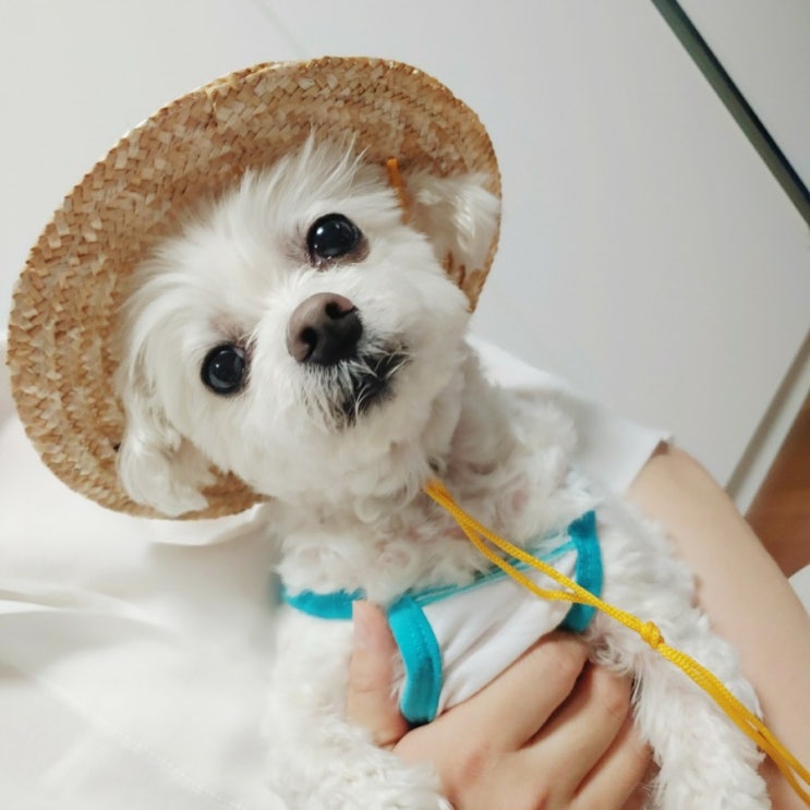  일상)다이소에서 구매한 강아지 옷과 밀집모자, 샤브샤브