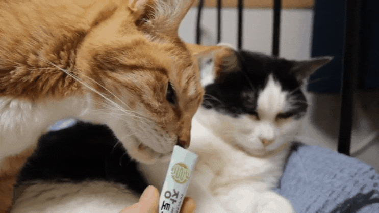 고양이 유산균 장토피아 영양제와 만성 신부전 간식 신장 쿠키 급여 후기 고양이 유산균 장토피아 영양제와 만성 신부전 간식 신장 쿠키 급여 후기