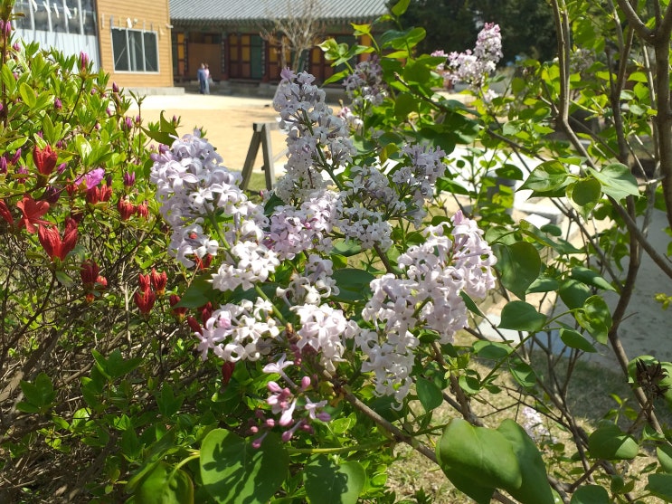  청룡 설화를 간직한 안성 청룡사(靑龍寺)를 다녀왔습니다.