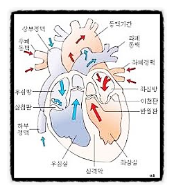심장 구조 펌프 혈액 순환, 폐 전신 내장, 심전도