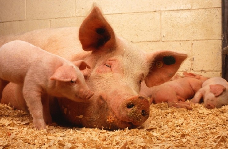 돼지독감 바이러스 인간 감염사례 대만에서 발생