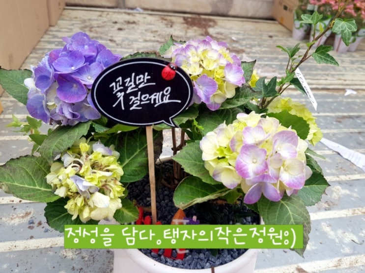  전국 전주 집들이 화분 배달 수국 화분 탱자의작은정원에서:D