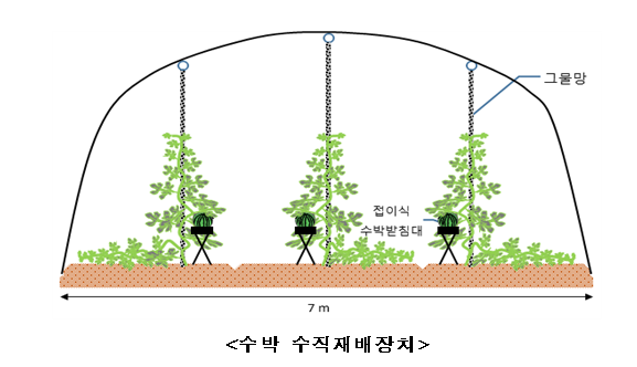 [농촌진흥청] 수박, 이제 서서 재배한다(수박 수직재배장치 개발… 노동 강도는 절반‧생산량은 2배)