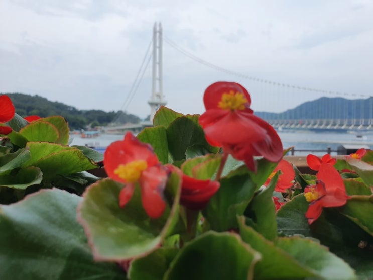  예당저수지 출렁다리의 오후