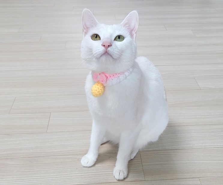[고양이목걸이]예보들 핸드메이드 니트방울목걸이 짱귀 