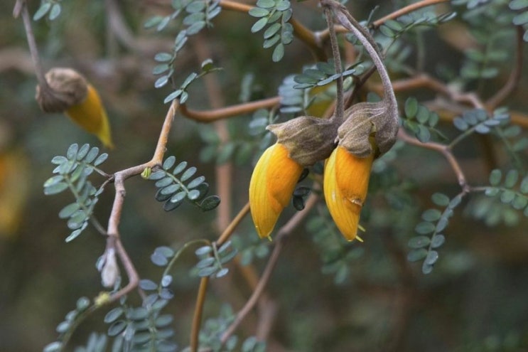  한달프로젝트! 씨앗으로 마오리 소포라 만들어 키우기 가능할까? (feat 씨앗발아) How to Grow Sophora prostrata from seeds