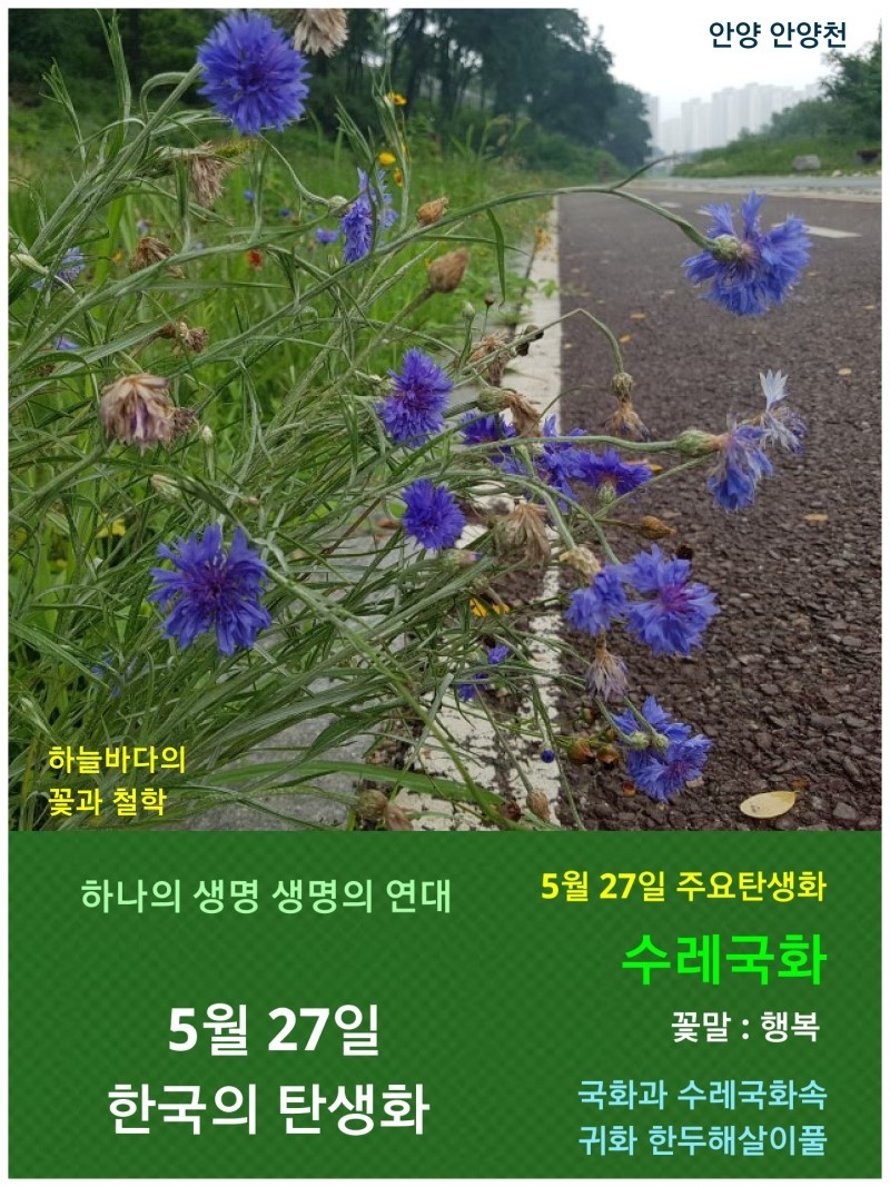 국화과] 식물의 한국의 탄생화 개요 1/5 (1월~5월) : 네이버 블로그