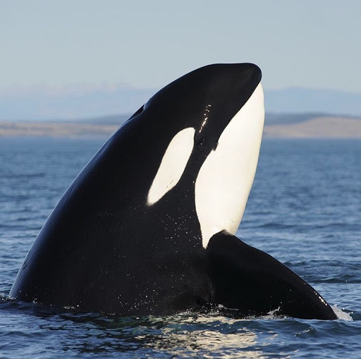  2021년 최신 비트코인 고래 알림 한국어로 실시간으로 텔레그램 Telegram으로 받는 방법 (whale alert 웨일 얼러트) 투자 필수 아이템