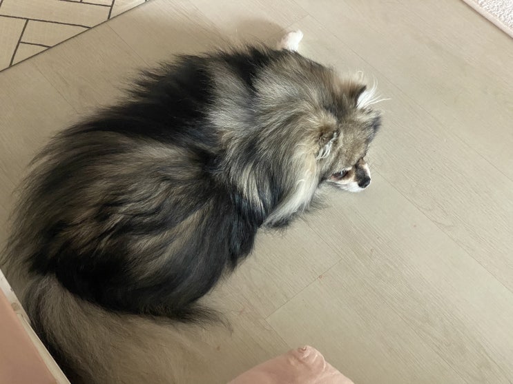  꾸꾸의 하루
