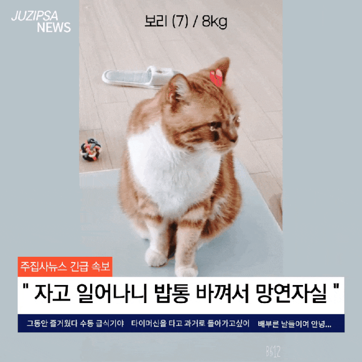  자동 급식기 샤오미 미지아를 고양이가 싫어합니다 (집사는 대만족)