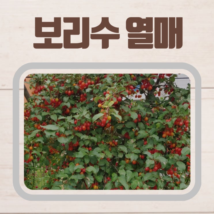  보리수 열매효능 먹는법 효소 액기스 만드는법 담금주 수확시기