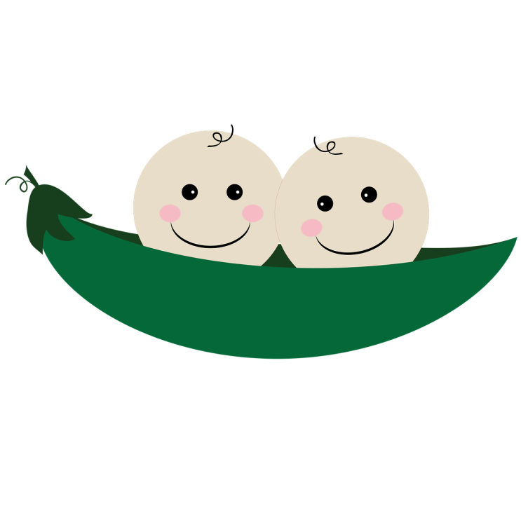  완두콩의 효능